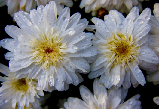 After the Rain 2 Phoenix Theatre