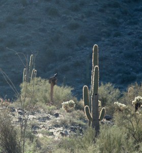 McDowell Bird on Cactus