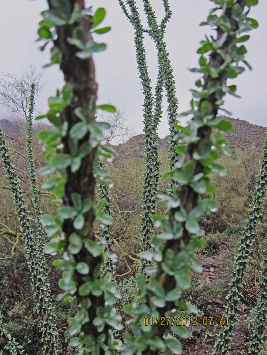 McDowell Mtn 2January 27 002_edited-1