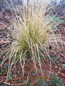 McDowell Mtn6 January 27 006_edited-1