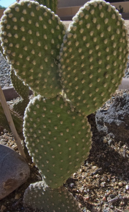 CVSCaremark Cacti