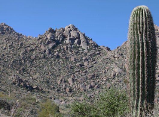 Marcus Landslide_close cacti2013_02_23_0326 copy