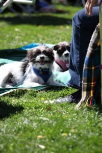 Sunday AFair 02242013_2013_02_24_0403