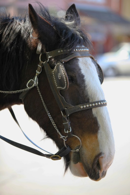 Sunday AFair black horse