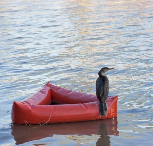 bird hanging out waterfront