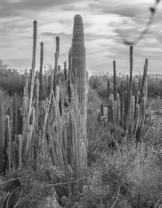 black and white three in the garden