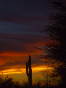 desert Botanical sunset 2