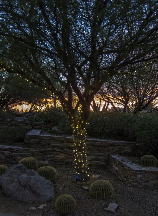 desert botanical tree sunset