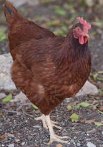 hens at Amado Inn