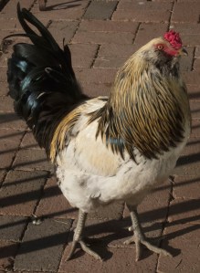 mcgreager the rooster