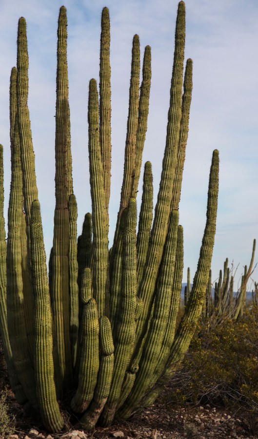 organ pipe cactus again