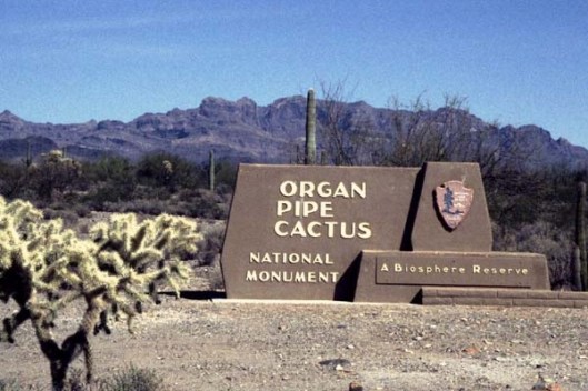 organ_pipe_cactus_sign11