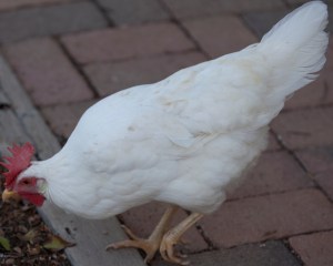 white chicken on Amado farm