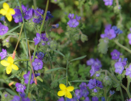 yellow blue wildflowers
