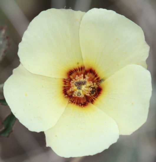 another pick for you