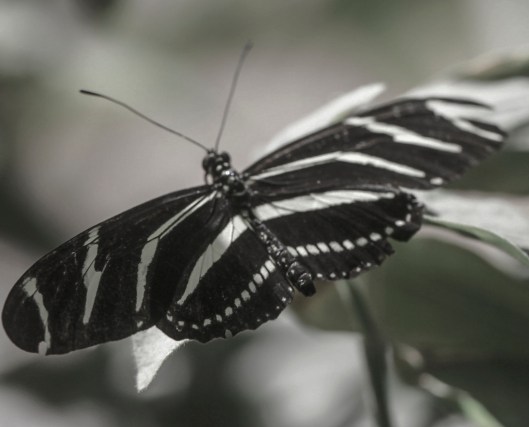 black and white of bw butterfly