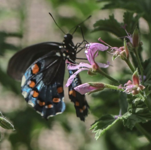 black blue butterfly on lavender flower