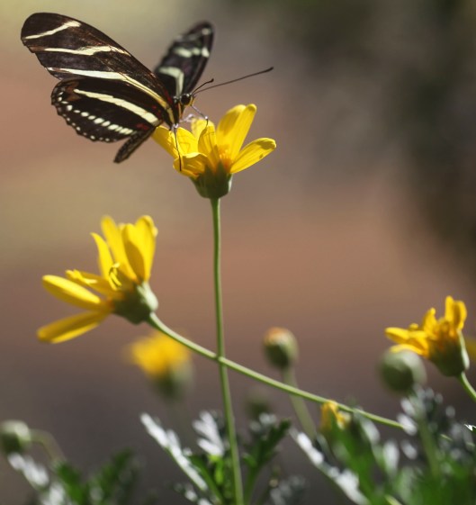 butterfly striped best photo on yellow flower