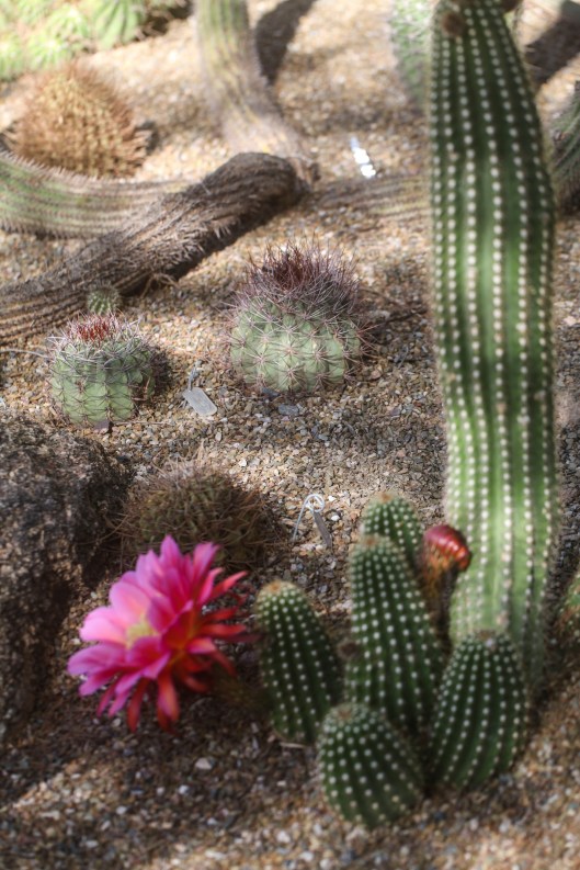 cacti pink bloom