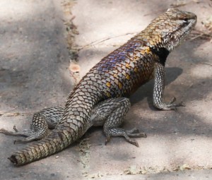 lizards in the garden
