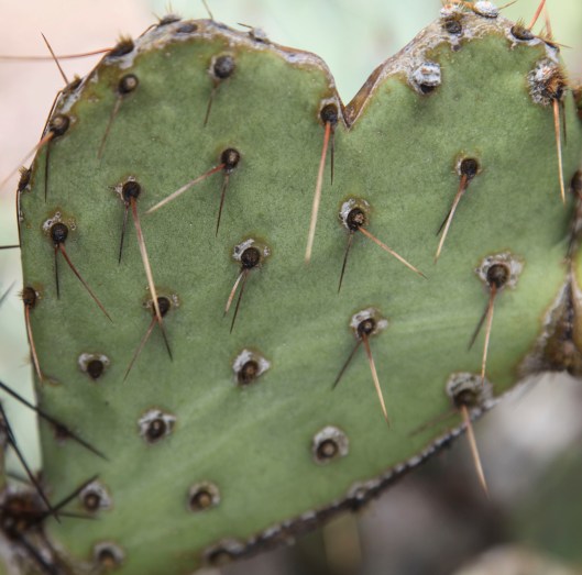 organ pipe cactus love park