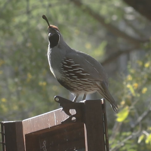 quail on fence