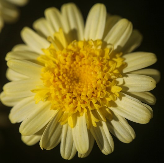 single yellow flower