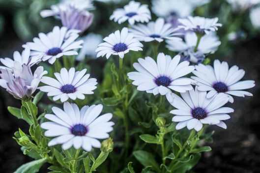 whtie flowers with blue cente