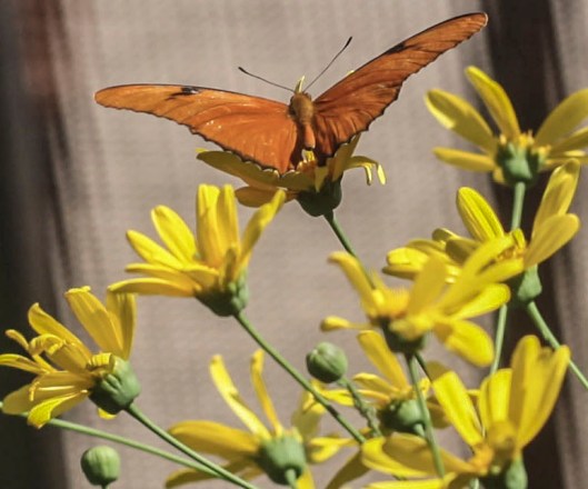 one butterflies orange recropped