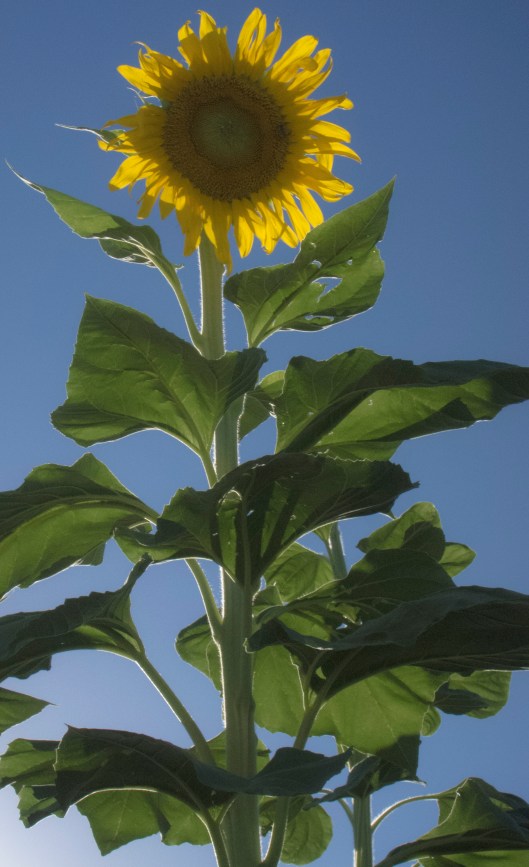 sunflower 2