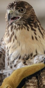 safe hands close up three