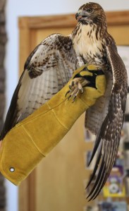 safe hands on display