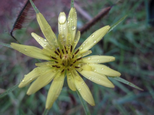 flower after rain