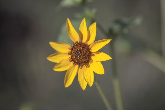 front side of flower