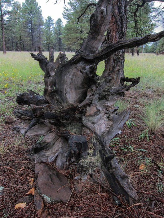 mother nature tree trunk 2