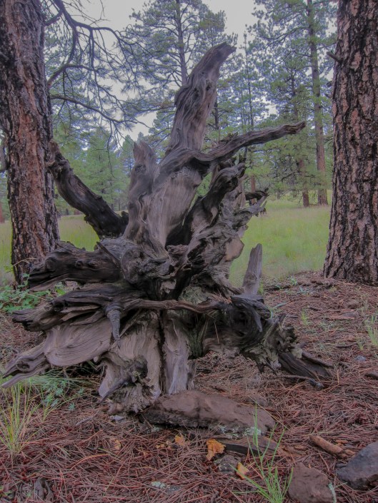 mother nature tree trunk