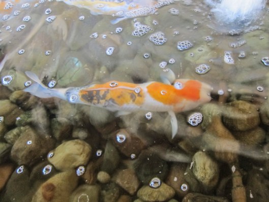 Koi fish at the entrance to Hillstone Restaurant