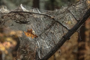spider web1