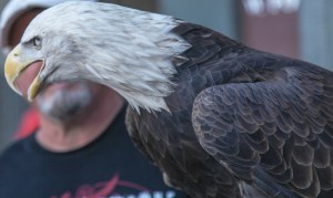 eagle closeup
