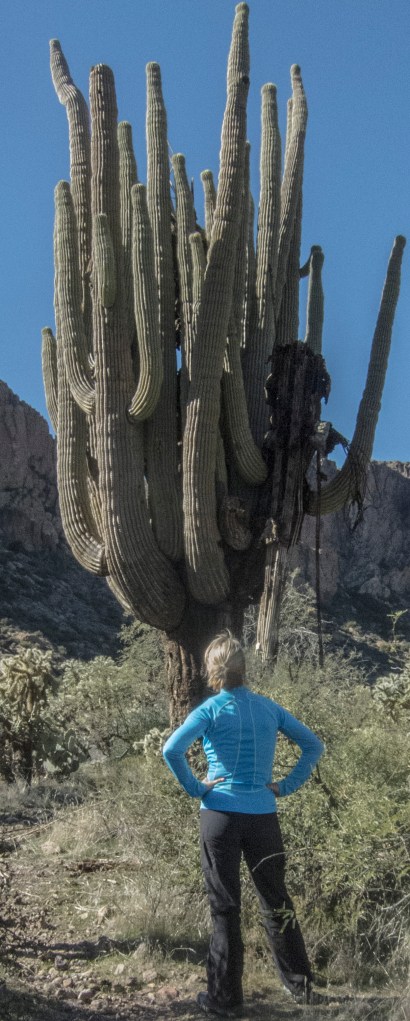 mighty saguaro