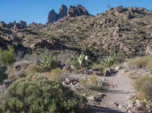 the trail forfront with weaver's needle background