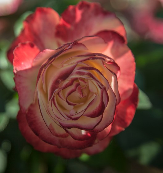 a rose garden multi reds