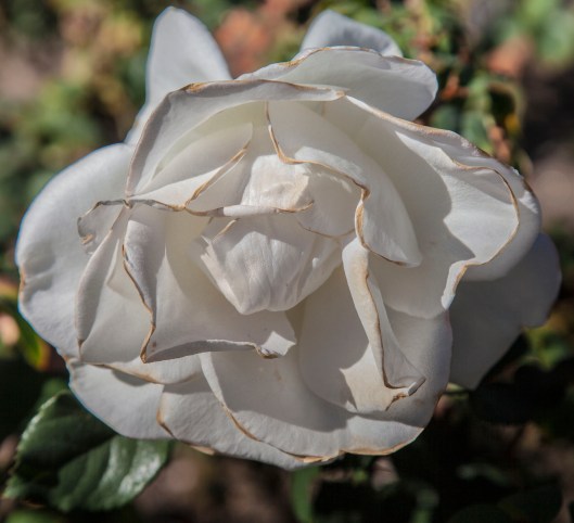 a rose garden white