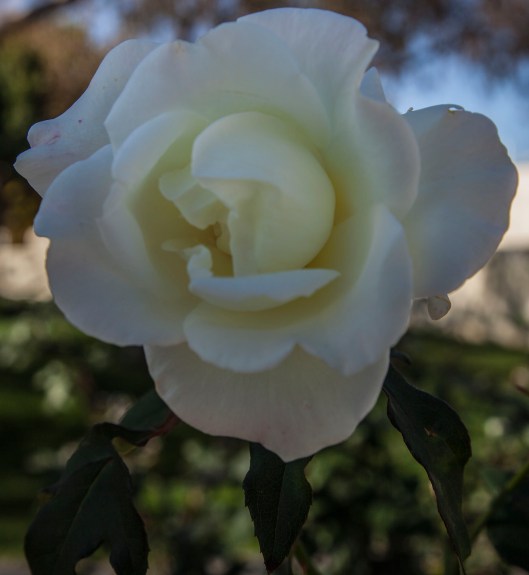 a white rose 2