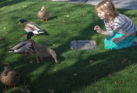 little girl and ducks