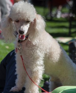poodle enjoying concert