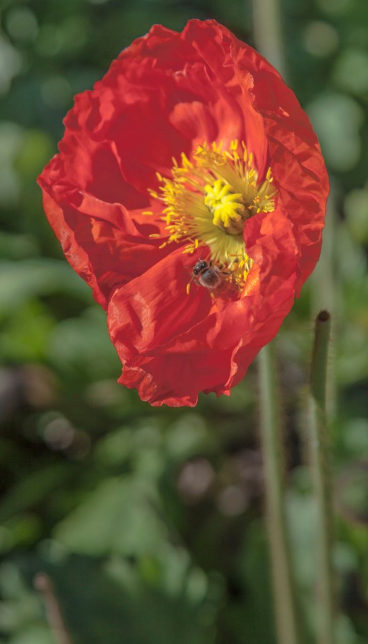 red flower with bee