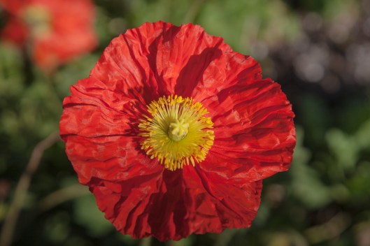 red flower yellow center large