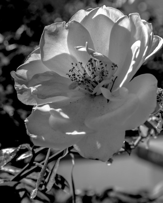 rose garden black white