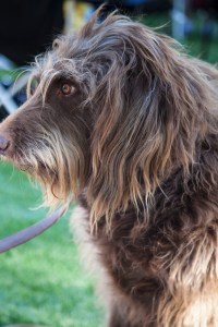 this dog loved the concert